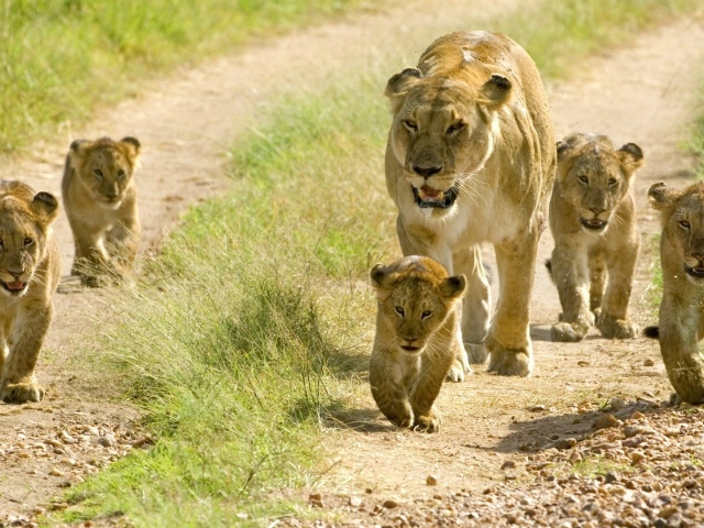 Львица с львятами идет по дороге