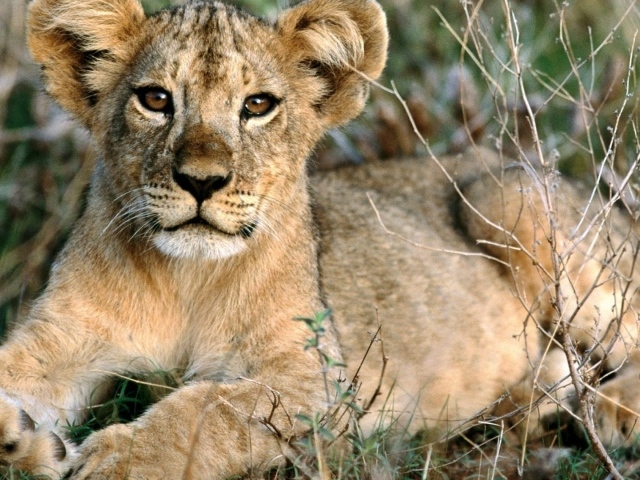 Лопоухий львенок лежит на траве