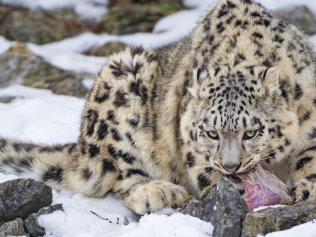 Рысь поедает добычу