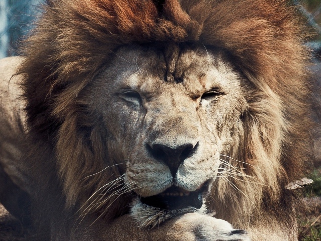 Старый лев в зоопарке