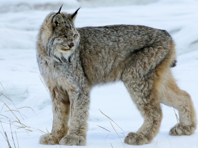 Мохнатая канадская рысь