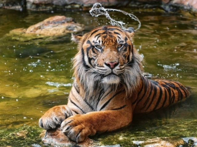 Суматранский тигр в воде