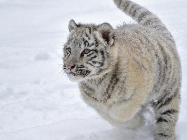 Голубоглазый тигренок бежит по снегу