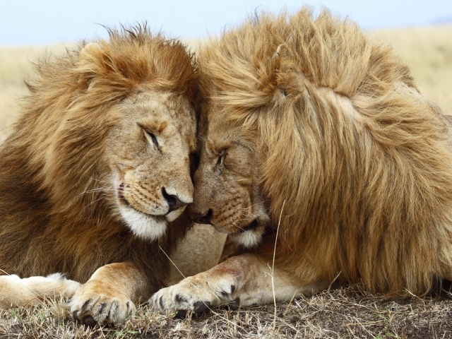 Два брата львы
