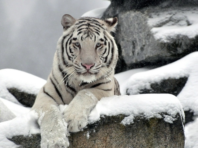Белый тигр на снегу