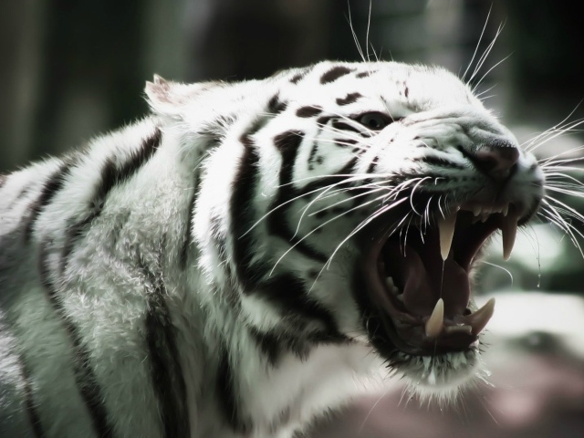 Белый тигр оскалил клыки