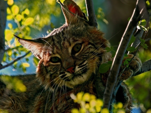 Дикий кот притаился среди зеленых веток