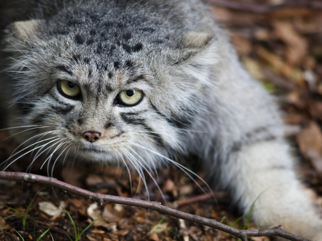 Дикий кот крадется по земле