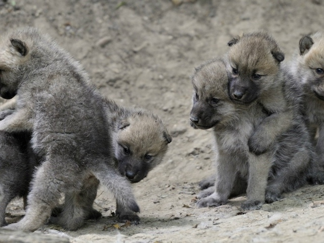 Выводок детей волчат