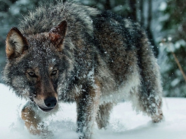 Голодный волк среди зимы