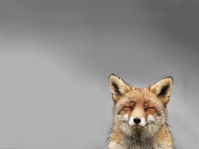 Голова лисы, серый фон