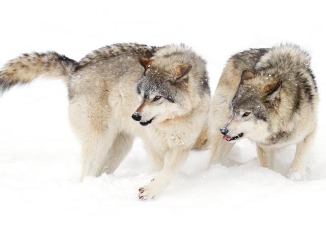 Два голодных волка на снегу
