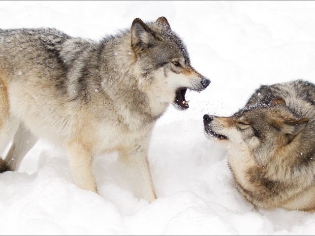Два волка дерутся в снегу