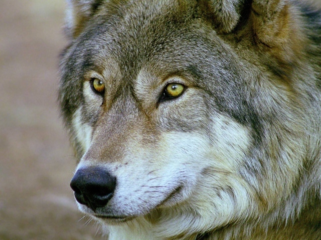 Взгляд старого умного волка