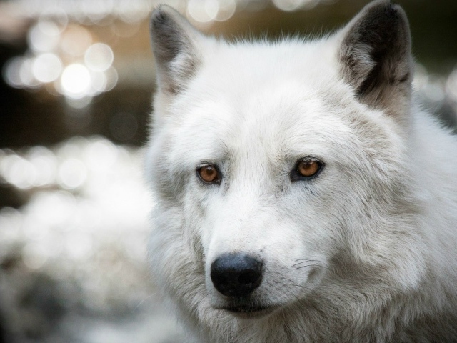 Белый полярный волк