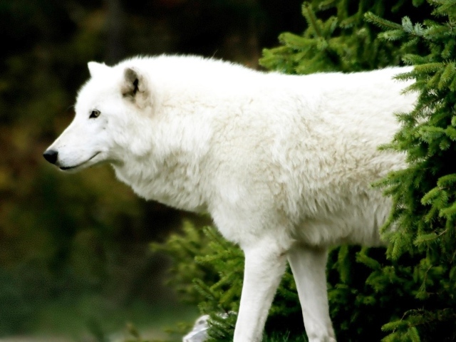 Белый волк вышел из-за ели