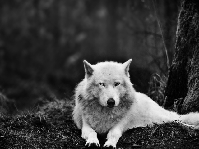 Белый волк в черном лесу