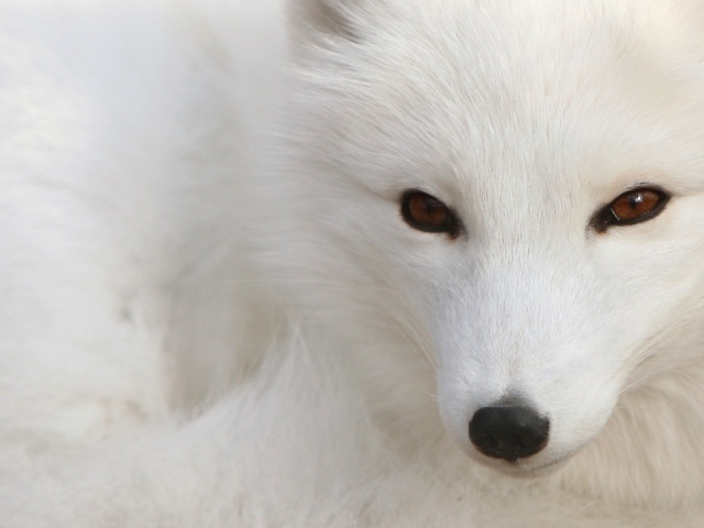 Белая арктическая лиса на снегу