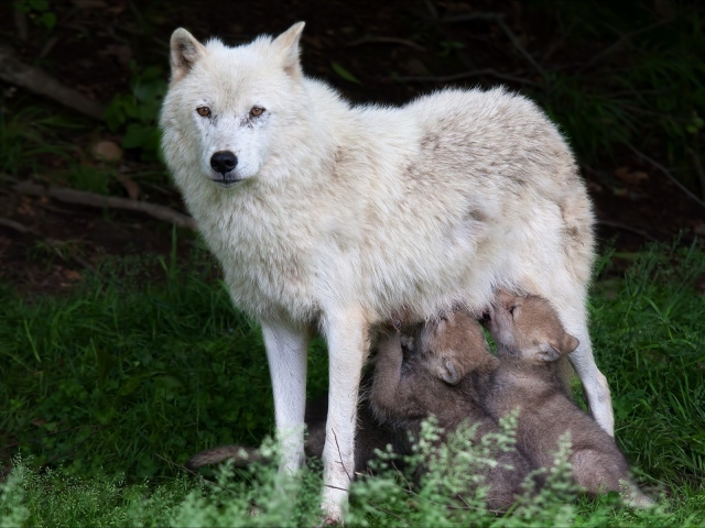 Дикая белая волчица с щенками