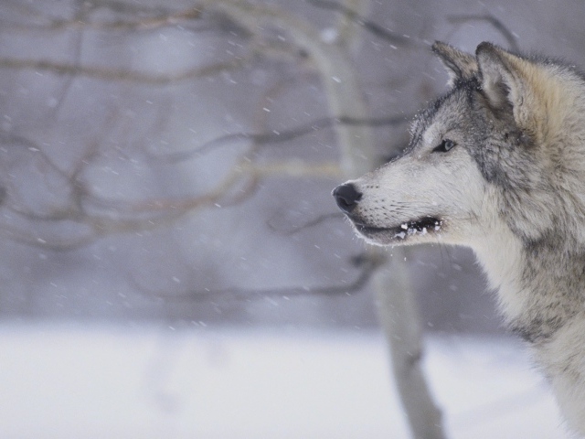 Волк во время снежной бури