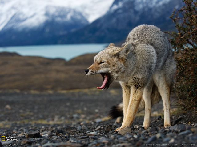 Волк в угрожающей позе