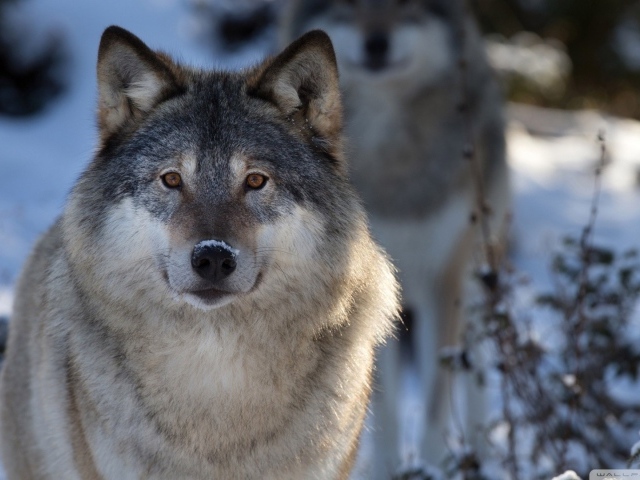 Волк в зимнем лесу