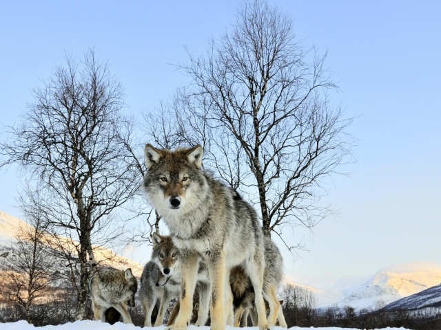 Волчица защищает своих волчат