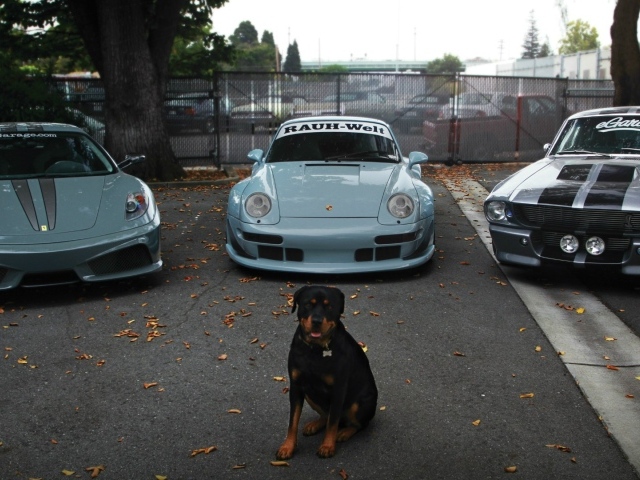 Собака охраняет дорогие авто