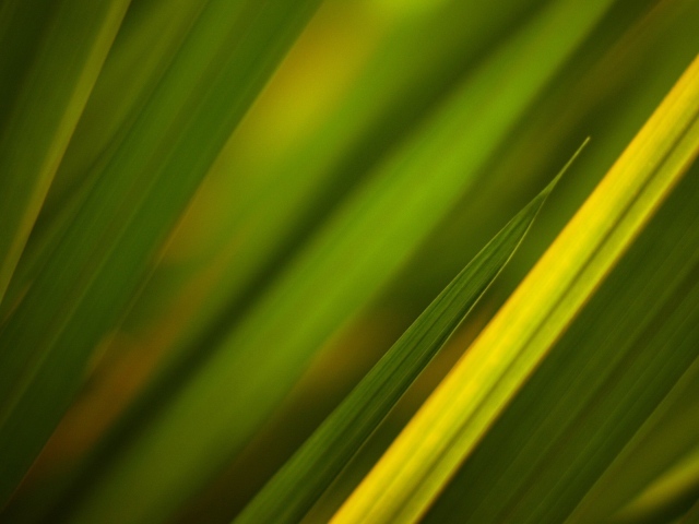 Фон из зеленой травы