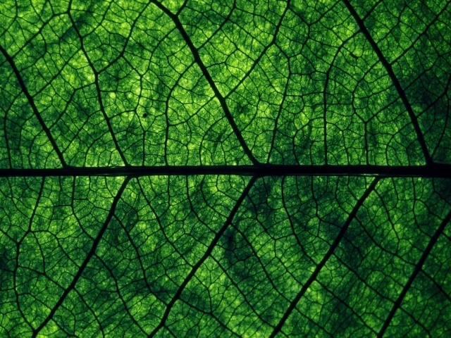 Фон зеленый лист дерева