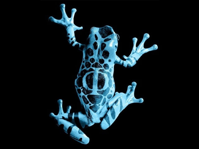 Голубая лягушка на черном фоне