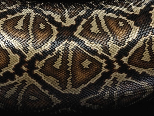 Кожа коричневой змеи, фон