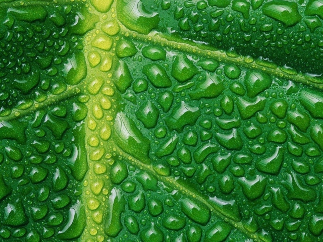 Влага на жилках листа, зеленый фон