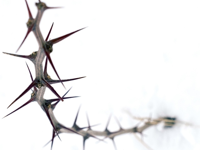 Колючка на белом фоне