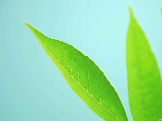 Три зеленых листика на голубом фоне