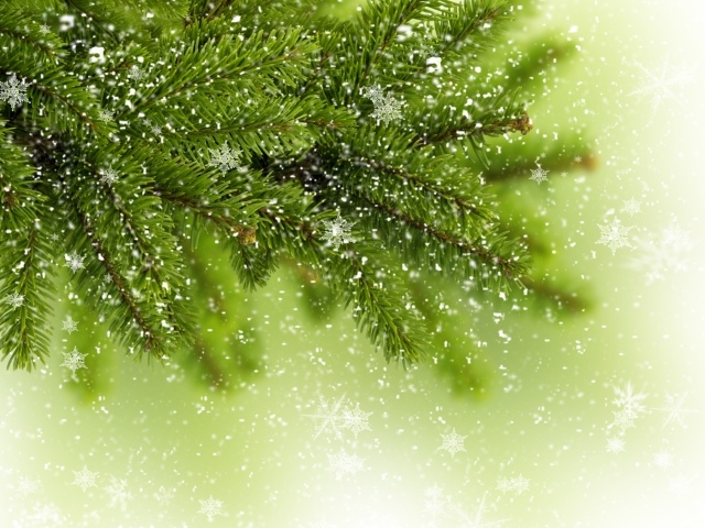 Снежинки на ветке елки