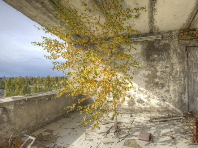 Дерево внутри здания в Припяти