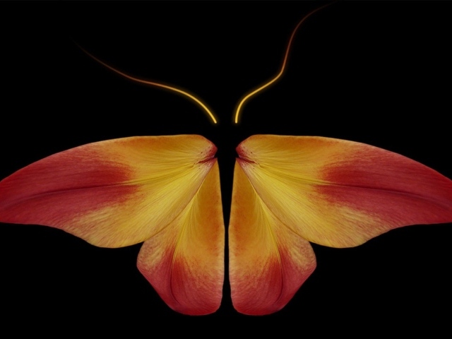 Бабочка из цветочных лепестков