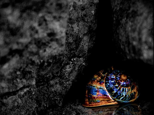 Разноцветная ракушка