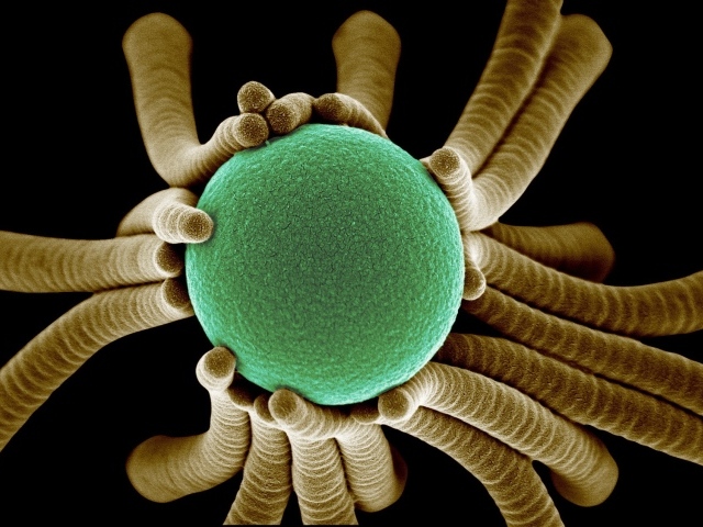 Жизнь маленьких бактерий