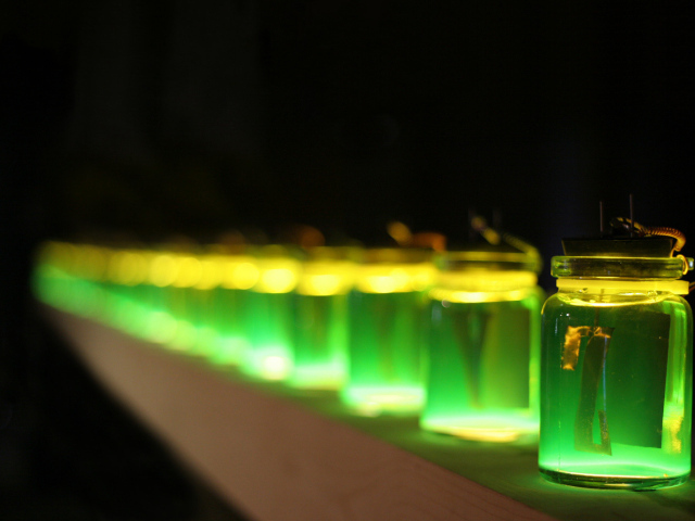 Ряд баночек 