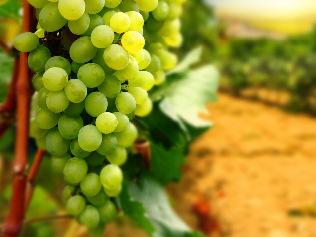 Гроздь зеленого винограда