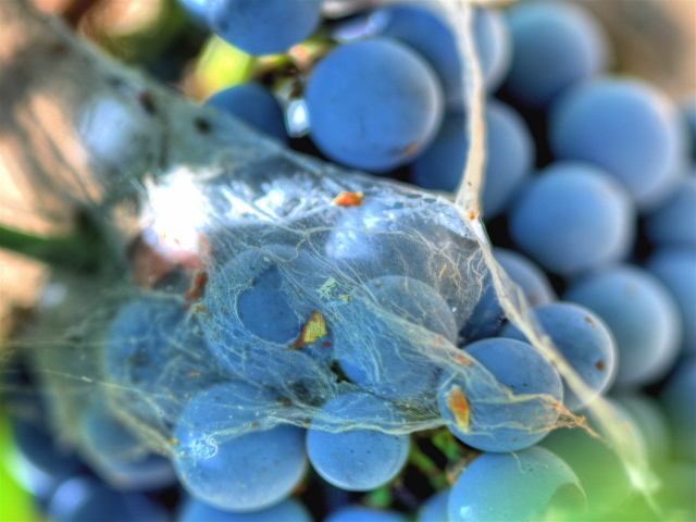 Паутинка на винограде