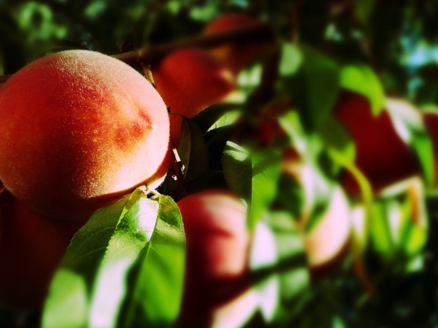 Спелые плоды персика на ветке
