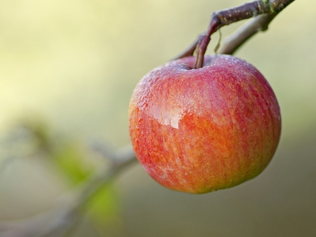 Спелое красное яблоко на ветке