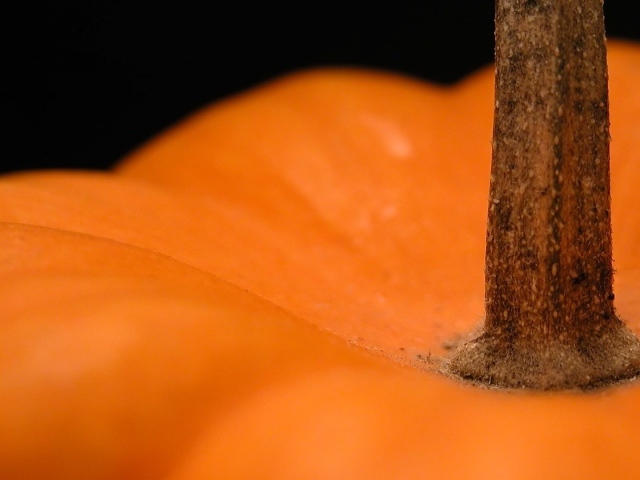 Хвостик оранжевой тыквы