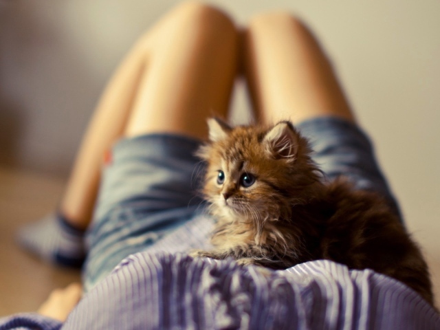 Лохматый котенок на животе у девушки