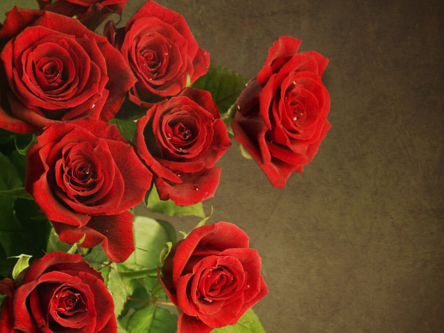 Роскошные красные розы на праздник 8 марта