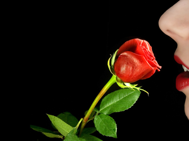 Красная роза в руке у девушки на 8 марта
