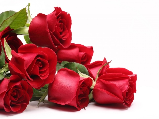 Красные розы для любимой девушки на 8 марта